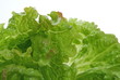 Blattsalat.