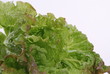 Salat. Sample text.
