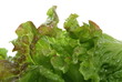 Grüne Salat.