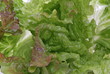 Salat.