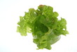 Kopfsalat. Sample text.
