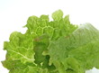 Salat. Sample text.