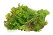Grüne Salat.