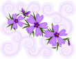 Purple phlox with swirly background Purple phlox with swirly background