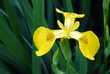 Yellow Iris