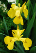 Yellow Iris