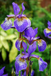 Iris