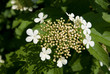 Blütenstand des Gewöhnlichen Schneeballs, Viburnum opulus