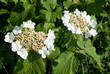 Blütenstand des Gewöhnlichen Schneeballs, Viburnum opulus