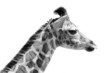 Giraffe head