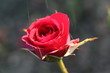 ROSE ROUGE DE  L ANJOU