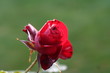 ROSE SANGUINE