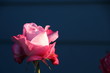 rose sur fond bleu
