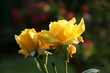 Rose jaune
