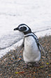 magellanic penguin magellanic penguin