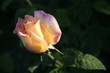 Rose ensoleillé