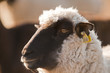 Moutons de prè-salé en Baie de Somme près de Saint-Valery