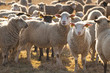 Moutons de prè-salé en Baie de Somme près de Saint-Valery