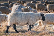 Moutons de prè-salé en Baie de Somme près de Saint-Valery