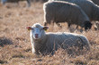 Moutons de prè-salé en Baie de Somme près de Saint-Valery