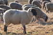 Moutons de prè-salé en Baie de Somme près de Saint-Valery