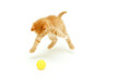 kitten hunts for ball