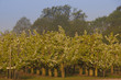 Poiriers en fleurs dans les vergers