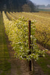 Poiriers en fleurs dans les vergers