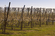 Poiriers en fleurs dans les vergers