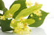 Fleurs de tilleul