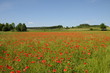 Foto: Frühlings mohn Frühlings mohn