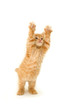 funny red kitten