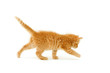 red kitten isolated on white