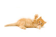 funny playful red kitten