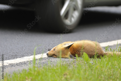 Foto: toter Fuchs am Straßenrand toter Fuchs am Straßenrand