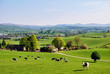 English field in Spring English field in Spring