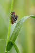 Gemeine Weichkäfer Cantharis fusca
