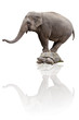 éléphant tortue