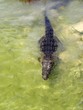 crocodile cayman in lake central America crocodile cayman in lake central America
