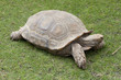 tortue de terre