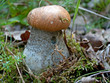 Rotkappe - Leccinum testaceoscabrum