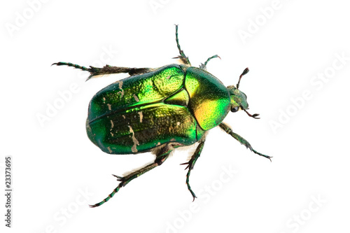 Photo: Rose chafer (cetonia aurata) isolated on white background Rose chafer (cetonia aurata) isolated on white background