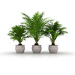 3 Blumentöpfe mit Palmen