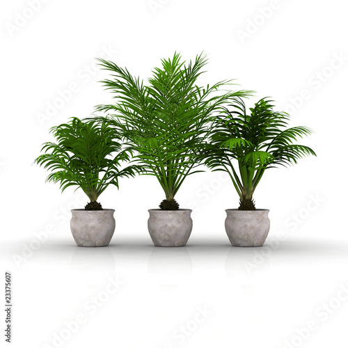 Illustration: 3 Blumentöpfe mit Palmen 3 Blumentöpfe mit Palmen