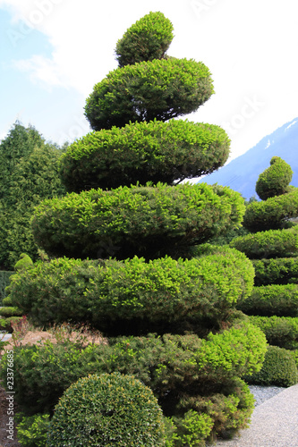 Large evergreen topiary Large evergreen topiary