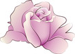Rose clear