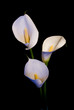 three white Calla lily on a black background