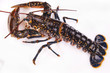Lobster
