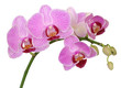orchid