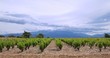Vignoble des Pyrénées-Orientales sur sol caillouteu Vignoble des Pyrénées-Orientales sur sol caillouteu